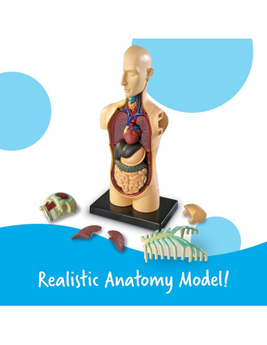 Modelo del Cuerpo Humano Learning Resources 31 Piezas 3D