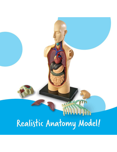 Modelo del Cuerpo Humano Learning Resources 31 Piezas 3D