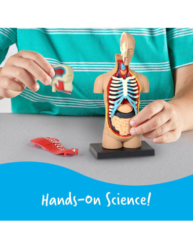 Modelo del Cuerpo Humano Learning Resources 31 Piezas 3D
