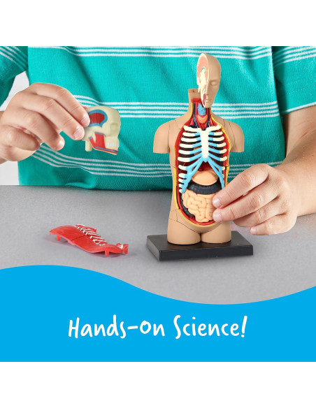 Modelo del Cuerpo Humano Learning Resources 31 Piezas 3D