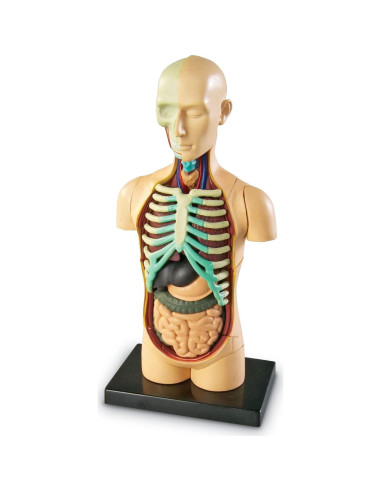 Modelo del Cuerpo Humano Learning Resources 31 Piezas 3D