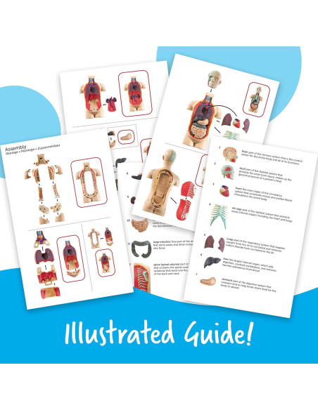 Modelo del Cuerpo Humano Learning Resources 31 Piezas 3D