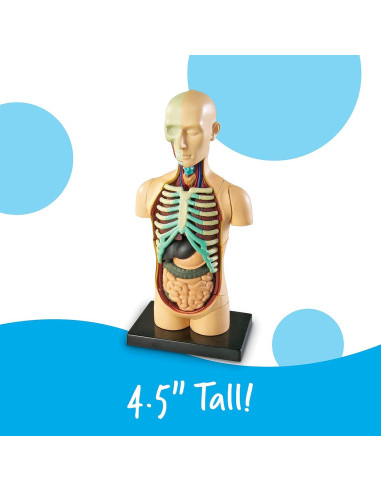 Modelo del Cuerpo Humano Learning Resources 31 Piezas 3D