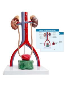 Modelo Anatómico del Sistema Urinario Masculino SFXYJ 37cm