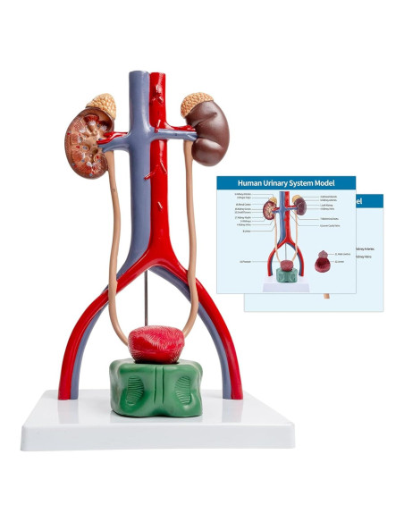 Modelo Anatómico del Sistema Urinario Masculino SFXYJ 37cm