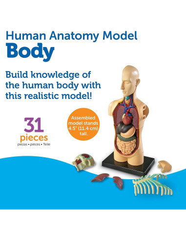 Modelo del Cuerpo Humano Learning Resources 31 Piezas 3D