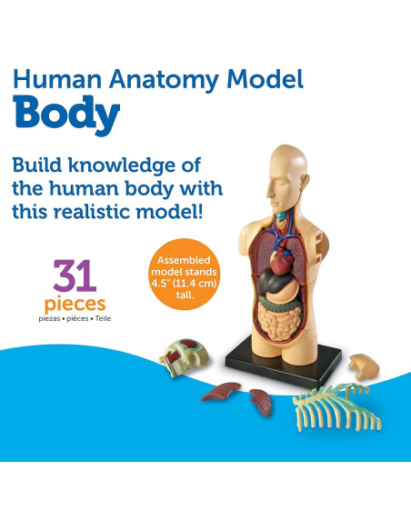 Modelo del Cuerpo Humano Learning Resources 31 Piezas 3D