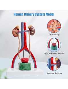 Modelo Anatómico del Sistema Urinario Masculino SFXYJ 37cm 2