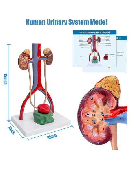 Modelo Anatómico del Sistema Urinario Masculino SFXYJ 37cm