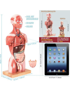 Modelo de Anatomía Humana EVOTECH 2025, 16 Piezas 43 cm 2