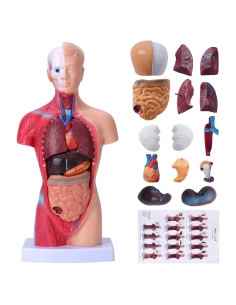 Modelo de Cuerpo Humano Desmontable 28 cm HOTROSE 15 Piezas