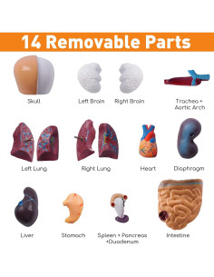 Modelo de Cuerpo Humano Desmontable 28 cm HOTROSE 15 Piezas 2