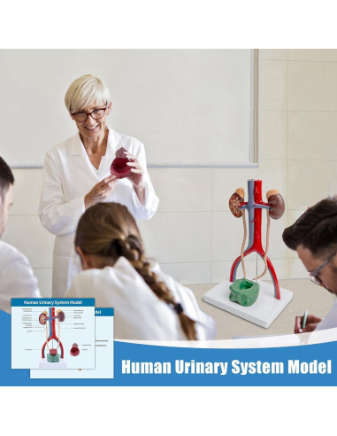 Modelo Anatómico del Sistema Urinario Masculino SFXYJ 37cm
