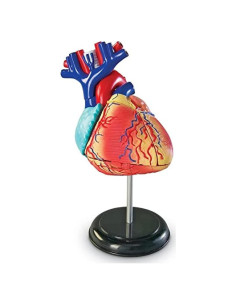 Modelo de Corazón Humano Learning Resources 29 Piezas 12.7cm