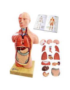 Modelo de Cuerpo Humano 3D Generies 28 cm 15 Piezas Educativo