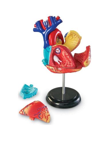 Modelo de Corazón Humano Learning Resources 29 Piezas 12.7cm
