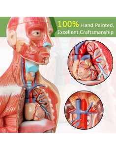 Modelo de Cuerpo Humano 3D Generies 28 cm 15 Piezas Educativo 2