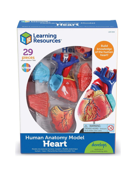 Modelo de Corazón Humano Learning Resources 29 Piezas 12.7cm