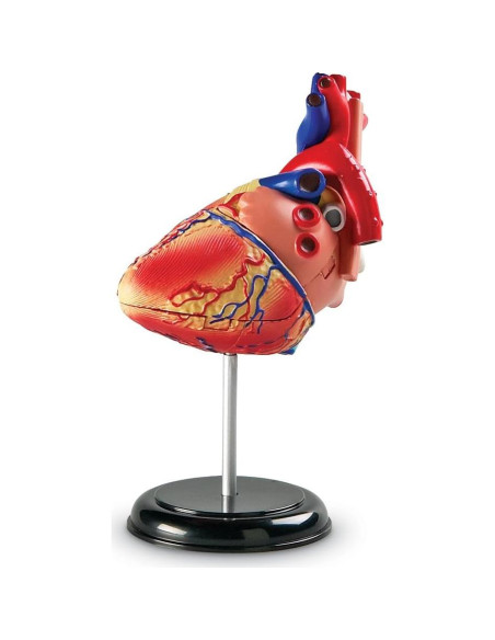 Modelo de Corazón Humano Learning Resources 29 Piezas 12.7cm