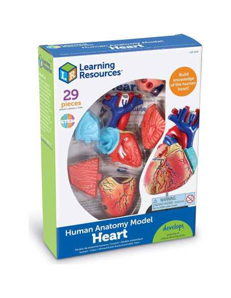 Modelo de Corazón Humano Learning Resources 29 Piezas 12.7cm