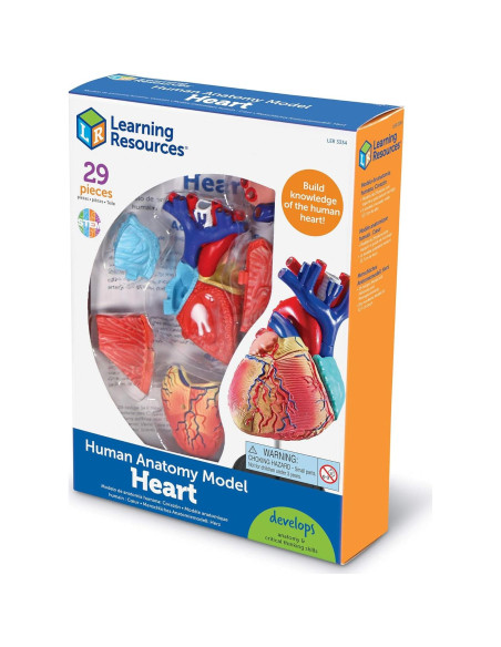 Modelo de Corazón Humano Learning Resources 29 Piezas 12.7cm