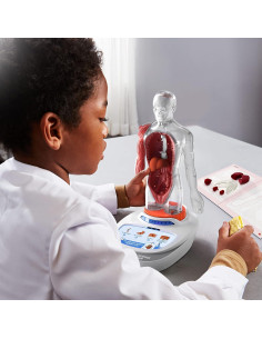 Modelo del Cuerpo Humano Science Can para Niños 5-7 Años 2