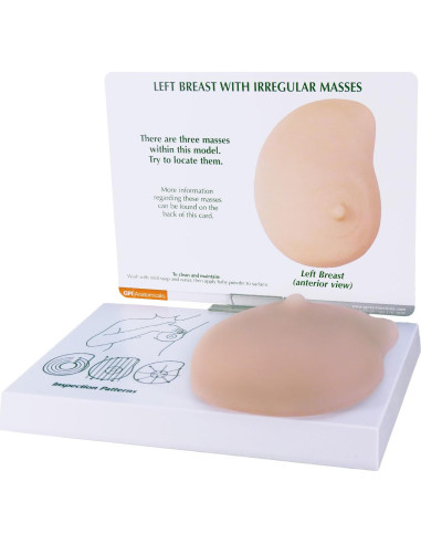 Modelo de Anatomía Humana de Mama Izquierda GPI Anatomicals