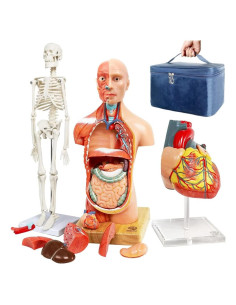 Modelos Anatómicos 3D EVOTECH SCIENTIFIC - Cuerpo, Corazón y Esqueleto