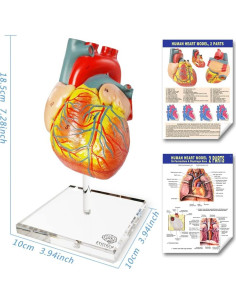 Modelos Anatómicos 3D EVOTECH SCIENTIFIC - Cuerpo, Corazón y Esqueleto 2