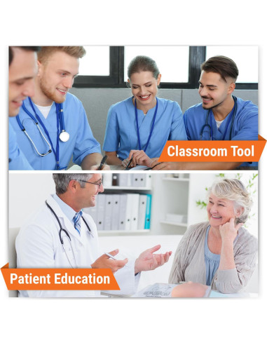 Modelo de Anatomía Humana de Mama Izquierda GPI Anatomicals