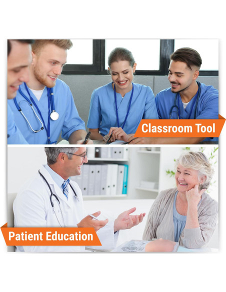 Modelo de Anatomía Humana de Mama Izquierda GPI Anatomicals