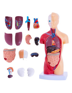 Modelo de Cuerpo Humano Ruiishunyy 11" (27.94 cm) 15 Piezas