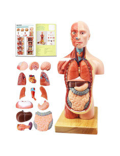 Modelo de Cuerpo Humano EVOTECH 15 Piezas 27.94 cm Educativo