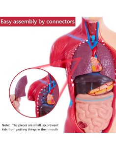 Modelo de Cuerpo Humano Ruiishunyy 11" (27.94 cm) 15 Piezas 2