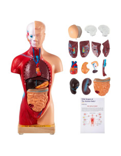 Modelo de Cuerpo Humano VEVOR 15 Piezas 28 cm Desmontable