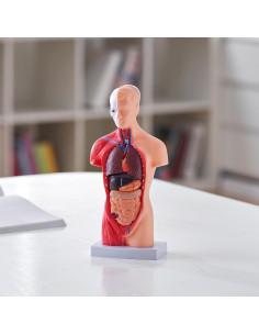 Modelo de Cuerpo Humano VEVOR 15 Piezas 28 cm Desmontable 2