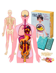 Modelo de Anatomía Humana Hebei 90.2 cm 30 Piezas Educativo