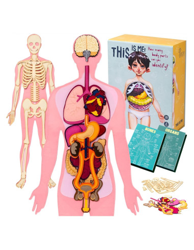 Modelo de Anatomía Humana Hebei 90.2 cm 30 Piezas Educativo