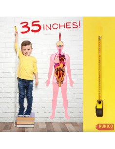 Modelo de Anatomía Humana Hebei 90.2 cm 30 Piezas Educativo 2