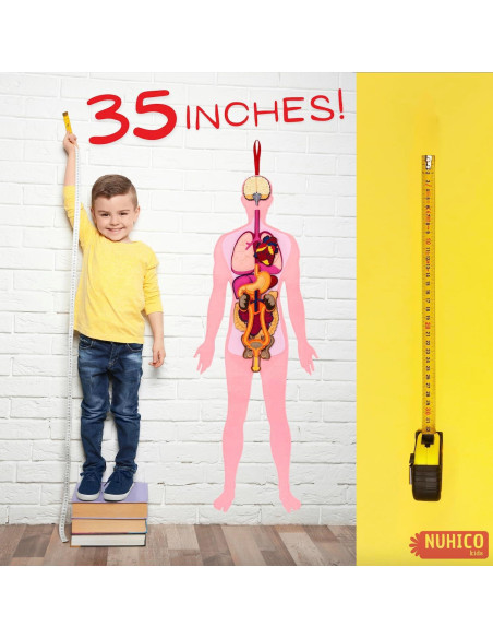 Modelo de Anatomía Humana Hebei 90.2 cm 30 Piezas Educativo