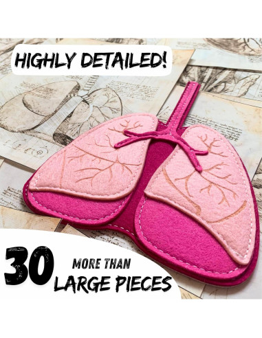 Modelo de Anatomía Humana Hebei 90.2 cm 30 Piezas Educativo