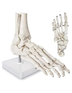 Modelo de Pie Humano Articulado Nuevo Horizonte 2025