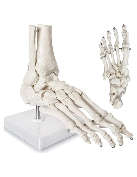 Modelo de Pie Humano Articulado Nuevo Horizonte 2025