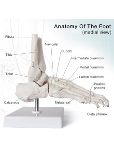 Modelo de Pie Humano Articulado Nuevo Horizonte 2025 2
