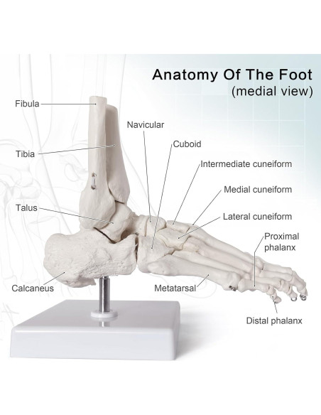 Modelo de Pie Humano Articulado Nuevo Horizonte 2025