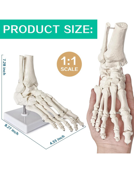 Modelo de Pie Humano Articulado Nuevo Horizonte 2025