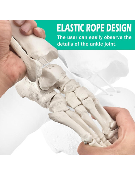 Modelo de Pie Humano Articulado Nuevo Horizonte 2025
