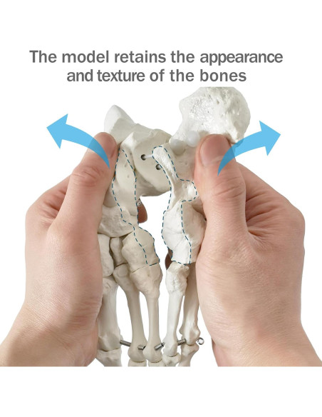 Modelo de Pie Humano Articulado Nuevo Horizonte 2025