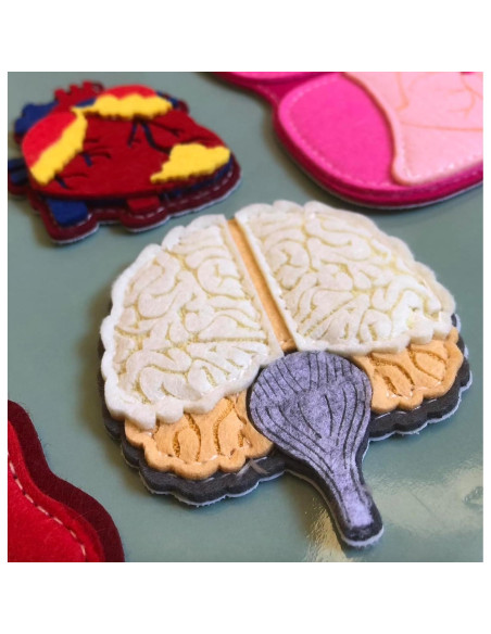 Modelo de Anatomía Humana Hebei 90.2 cm 30 Piezas Educativo