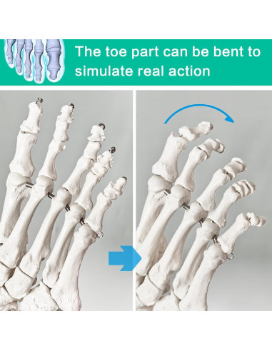 Modelo de Pie Humano Articulado Nuevo Horizonte 2025